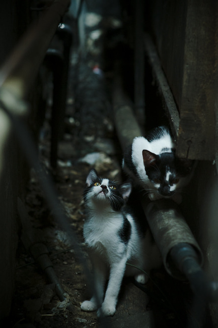 冷门与英雄，牙买加火力压制比利时，迪马利亚关键先生闪耀