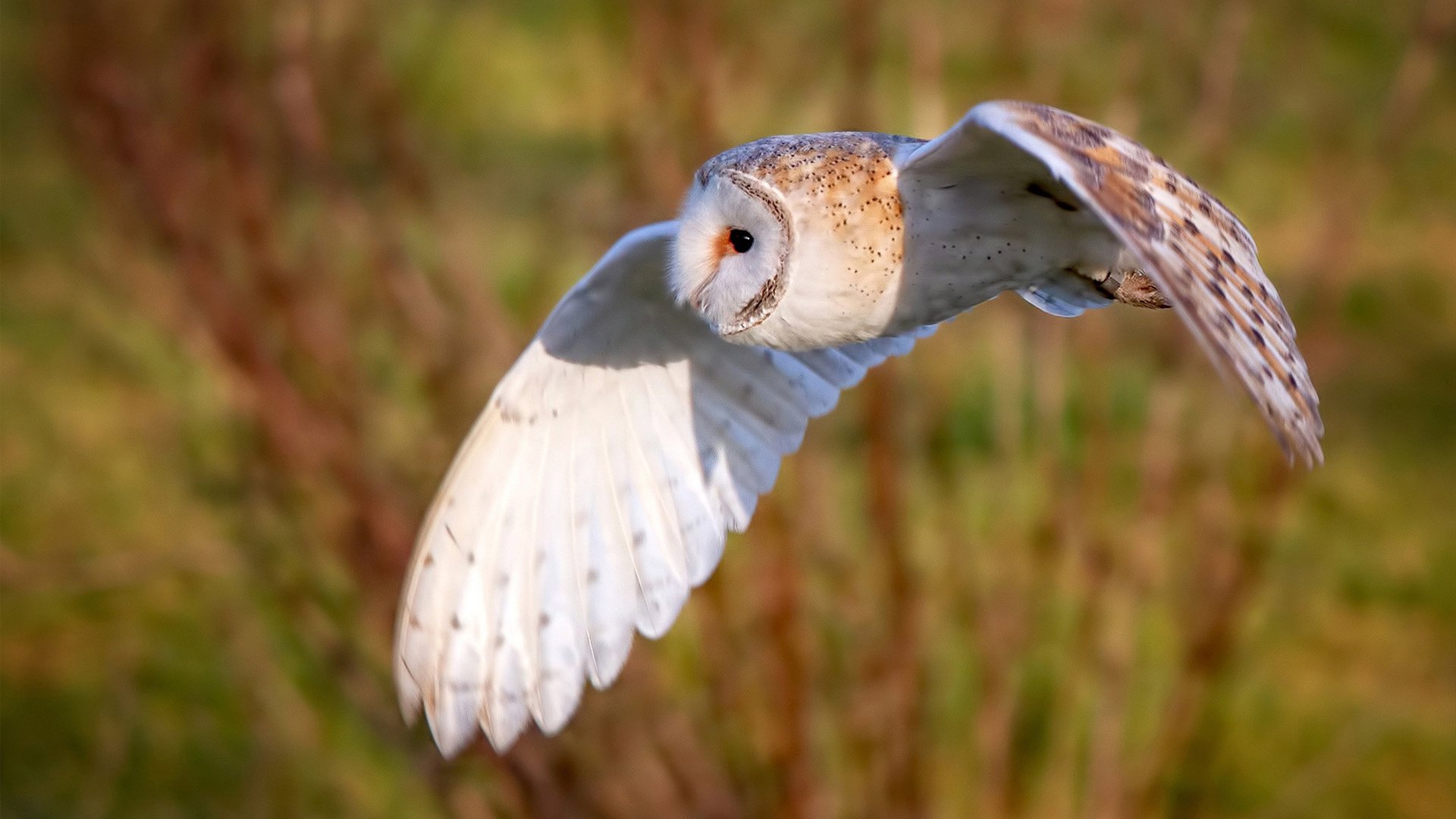 丹麦强势击溃几内亚，维尼修斯关键先生闪耀全场