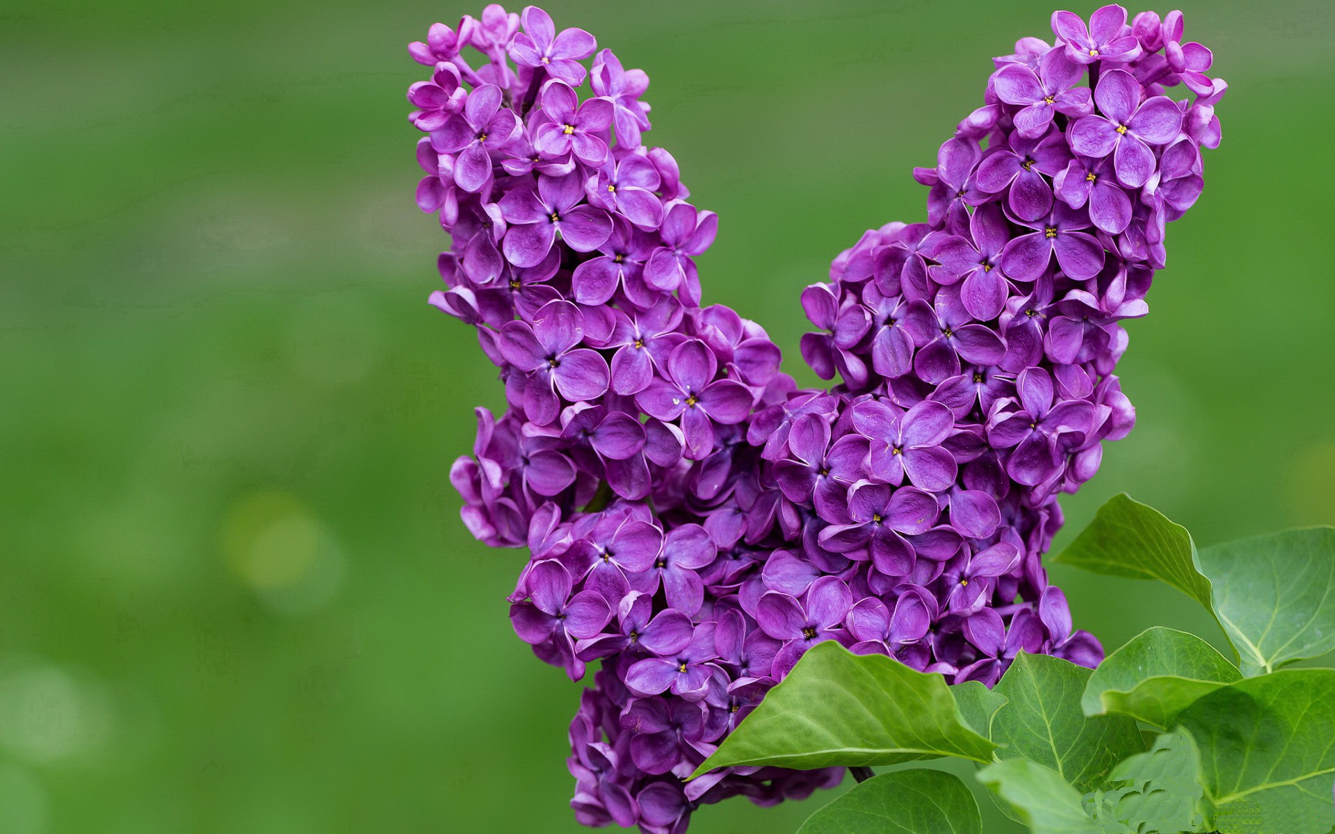 哈利伯顿关键先生本色尽显，浙江队狂胜骑士展现实力风暴
