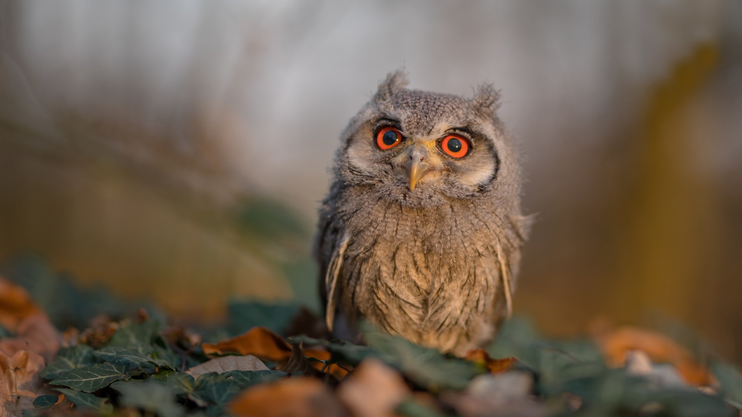 速度与激情的交响，F1新赛季揭幕战焦点对决，灰熊险胜魔术点燃体育狂潮