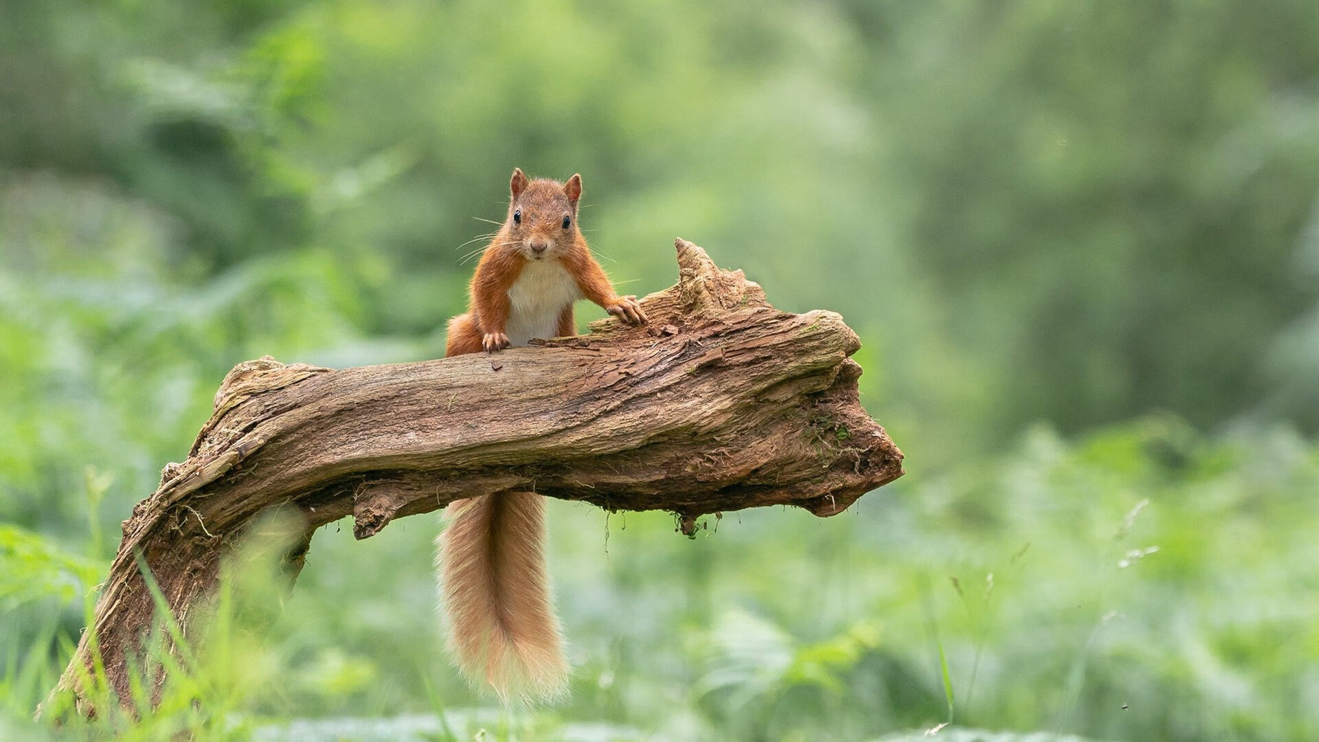 切尔西险胜哥斯达黎加,莫德里奇在意甲焦点战接管比赛