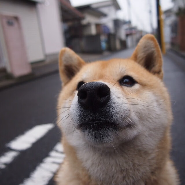 北京队横扫尼克斯，拉梅洛关键时刻变身关键先生