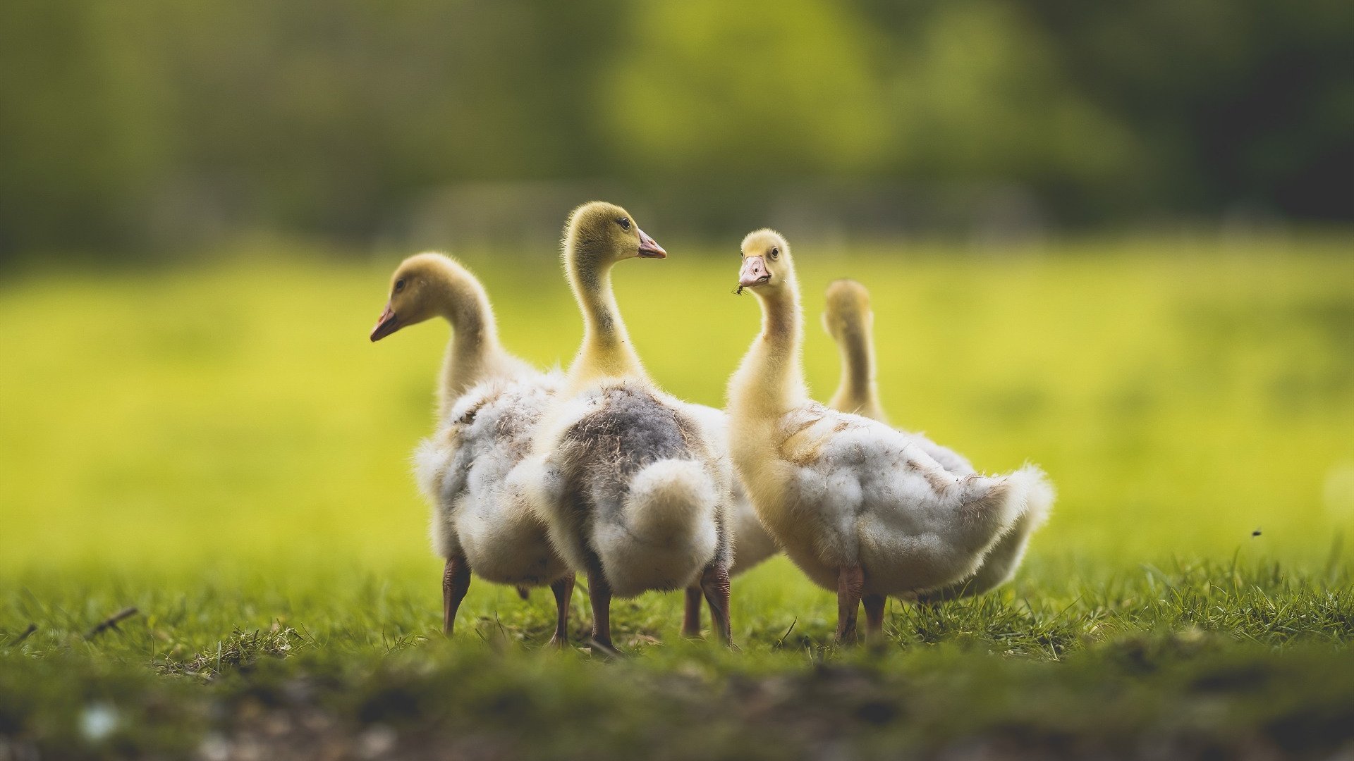 布伦森以杀伤为矛，当个人英雄主义撕裂热火铁血防线