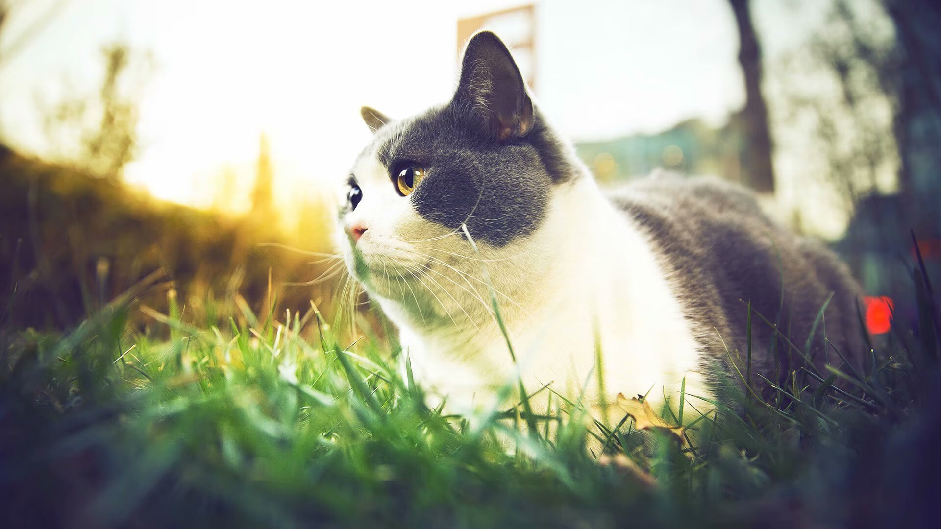 开云体育官网-破晓之光，贝林厄姆肩扛银河于深渊边缘疾行