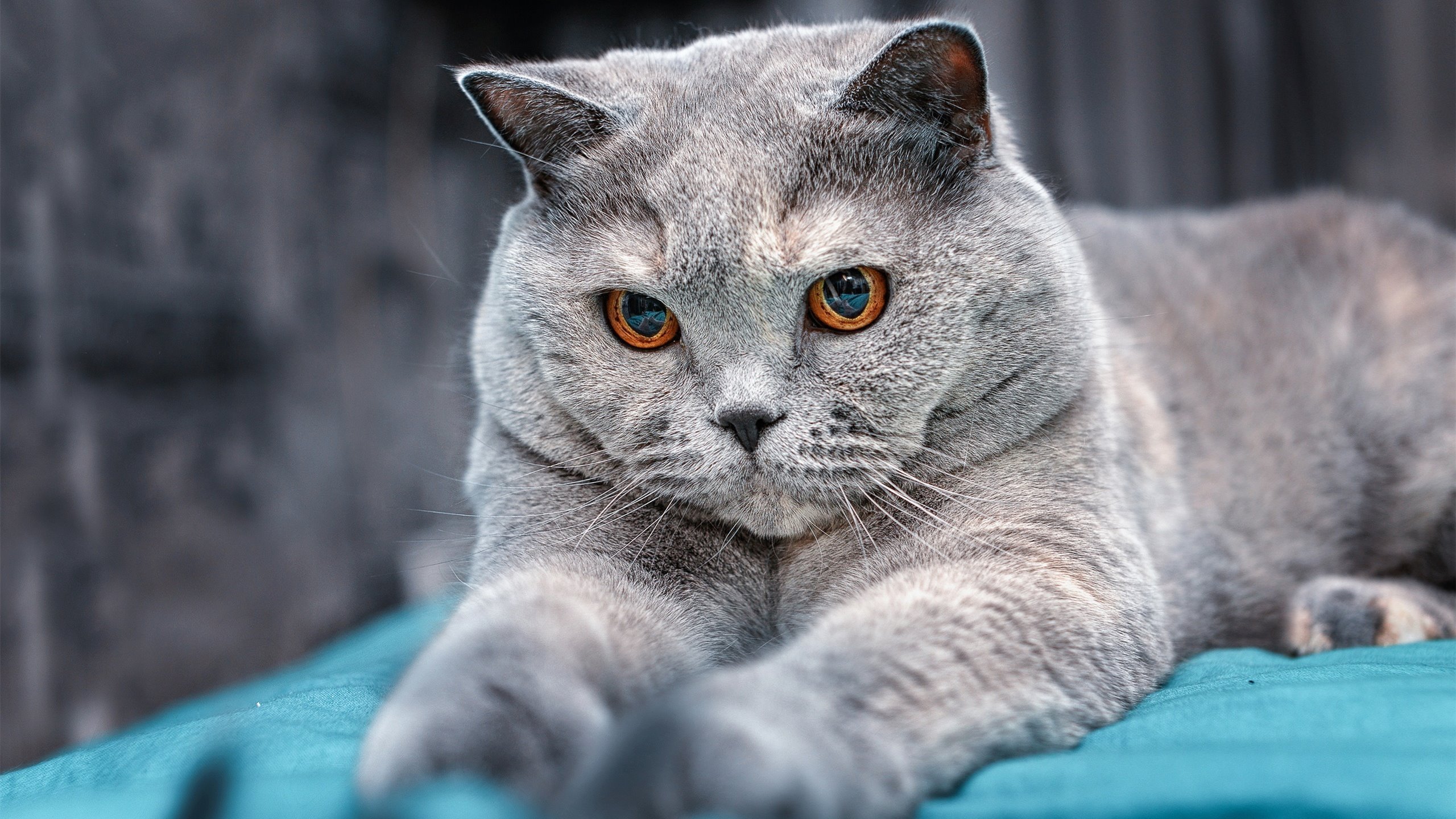 南美风暴与英超魔翼，足球世界的两极叙事