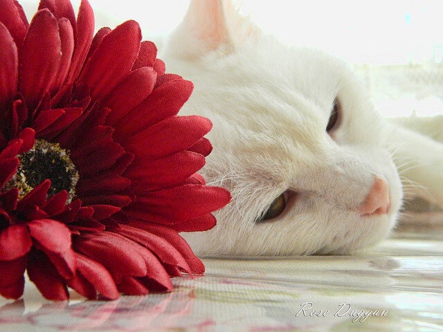 爱德华兹孤星闪耀难阻团队洪流，勇士铁血体系再证冠军底蕴