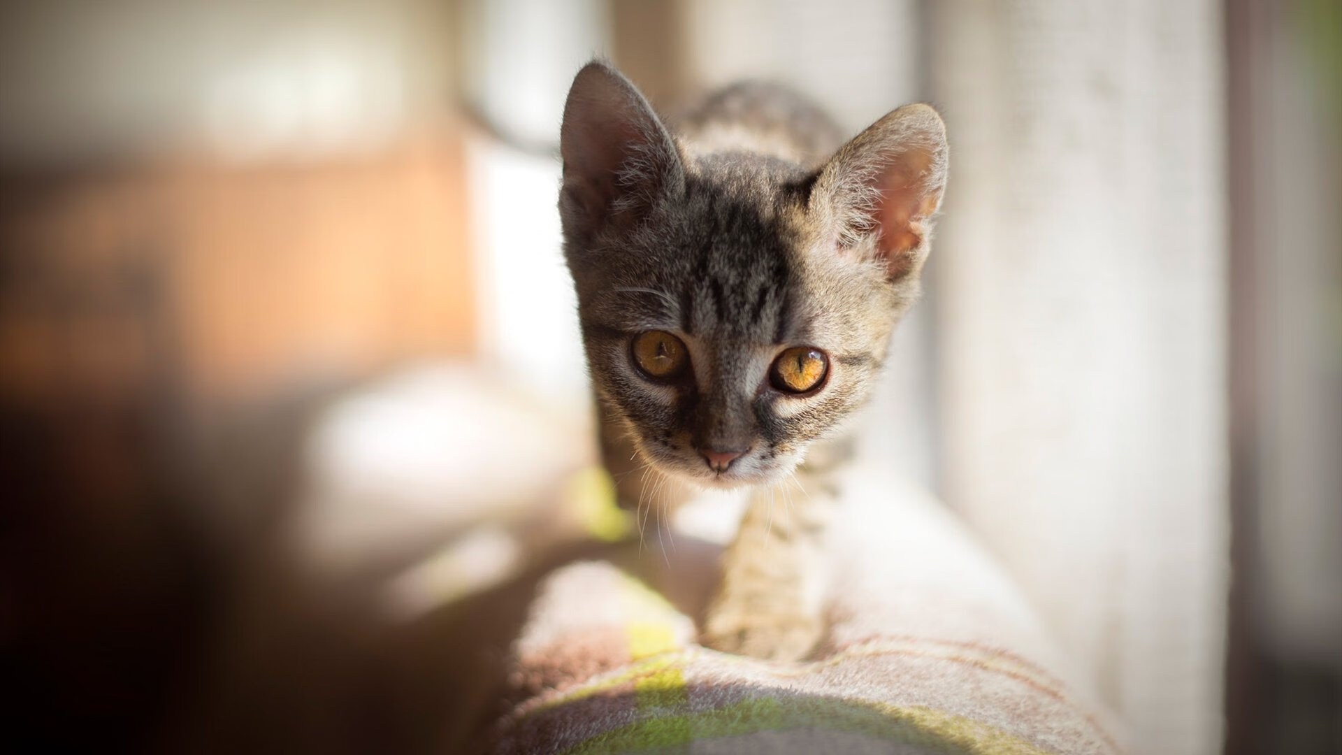 克瓦拉茨赫利亚一锤定音,克罗地亚军团攻克梅阿查