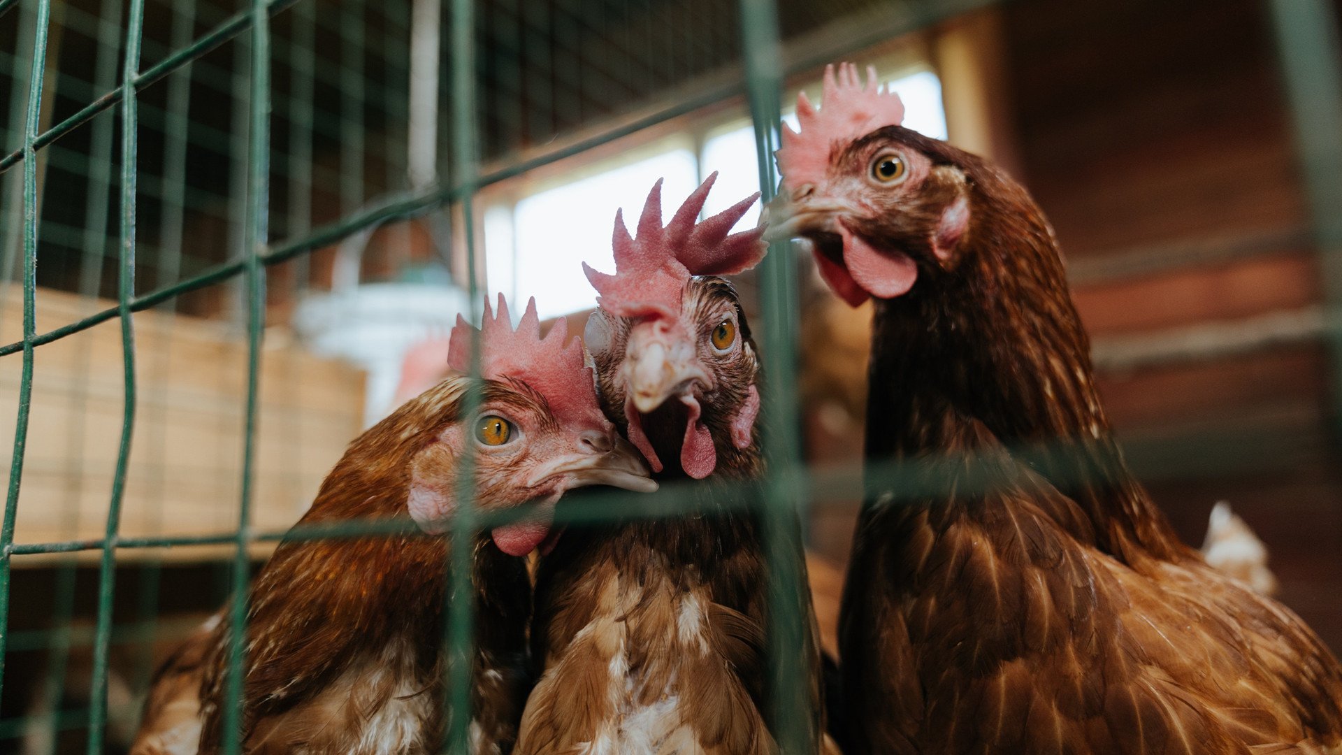 开云体育官方网站-勇士铁蹄踏破上海滩，英格拉姆末节封神定乾坤