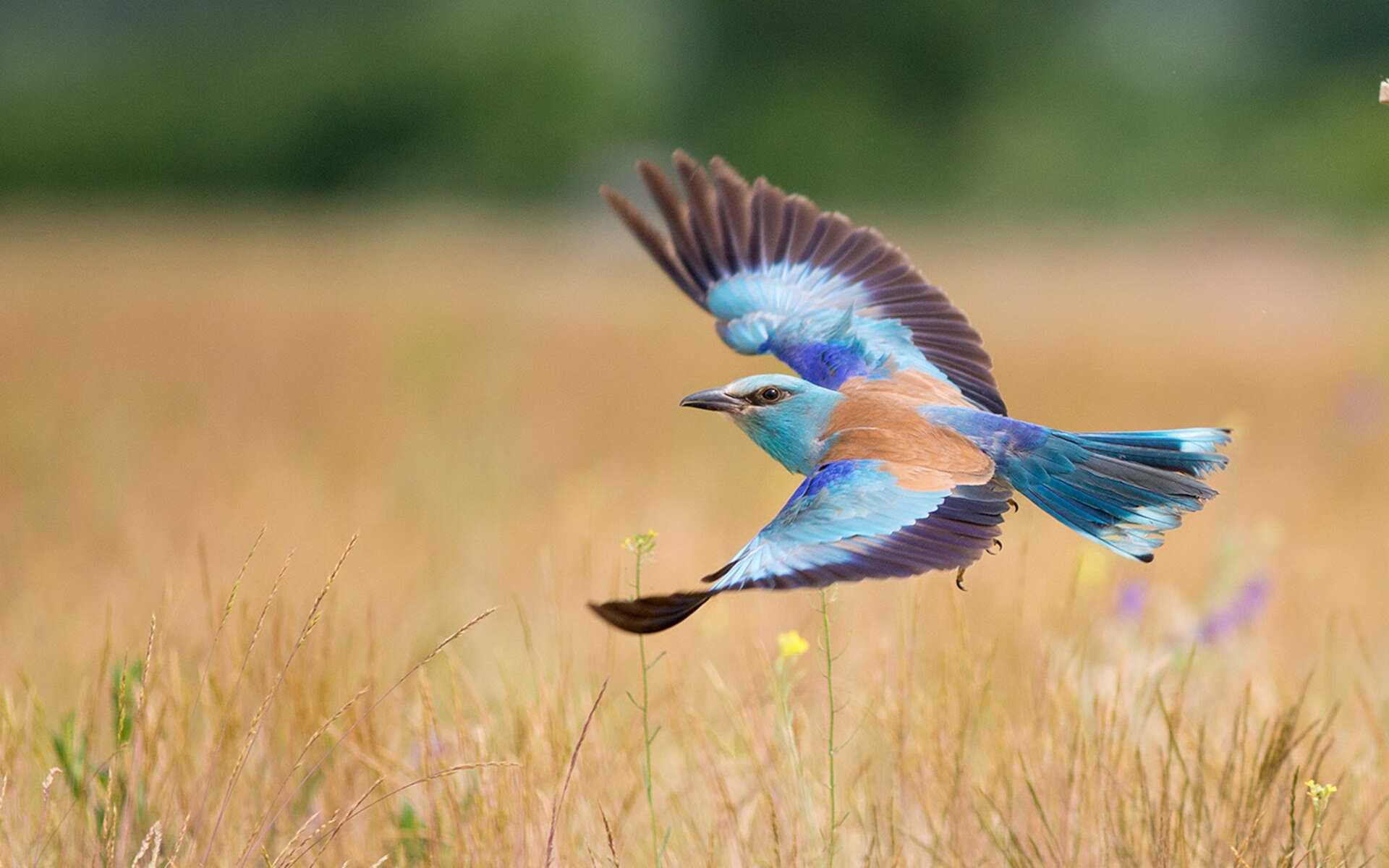 开云APP-辽宁队鏖战猛龙，塔图姆压力下爆发引领国际篮球盛宴