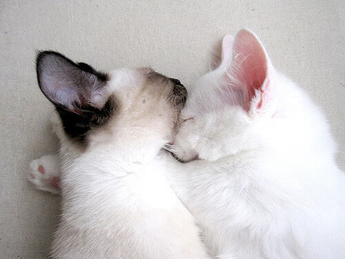 封神之夜,克莱史诗级的抢七表演