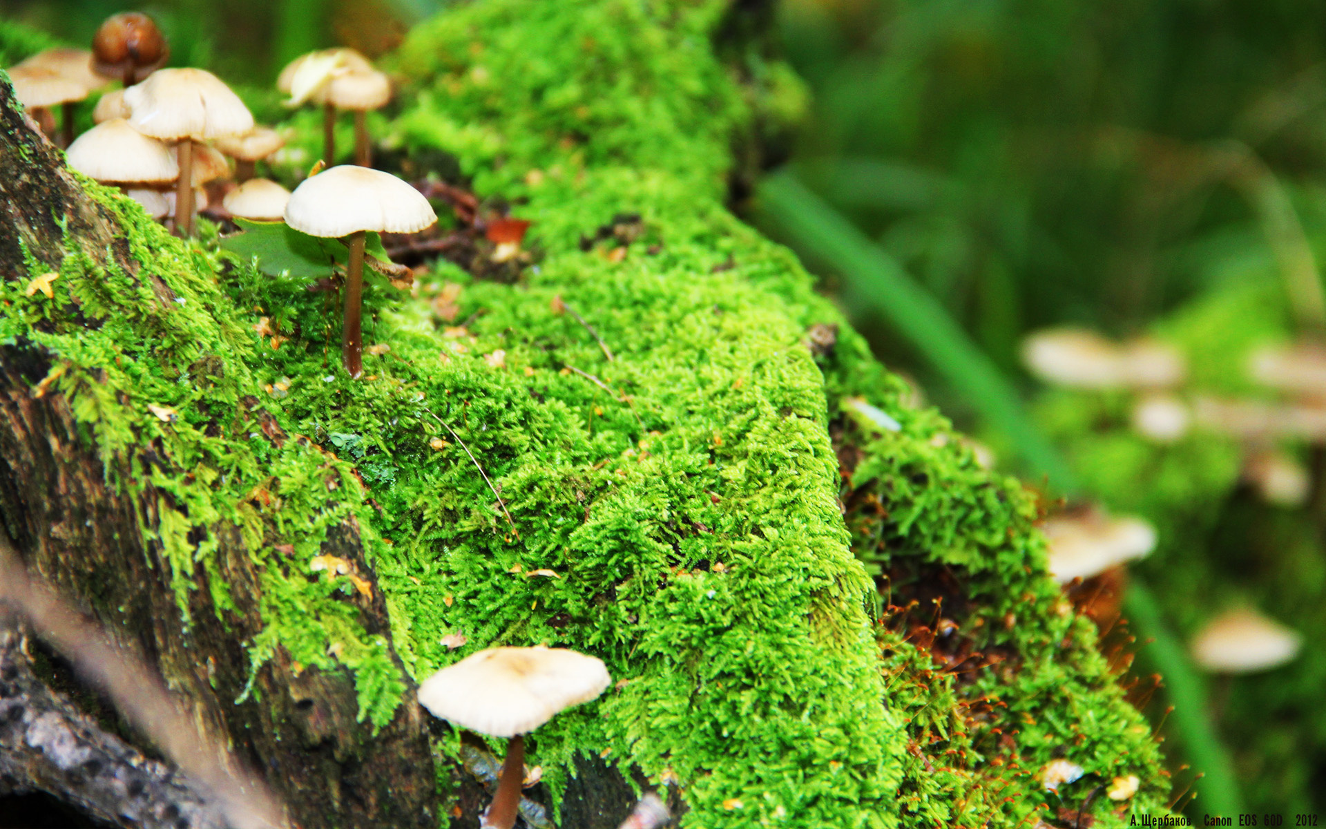 西决生死战之夜,萨卡用史诗数据完成王座加冕礼